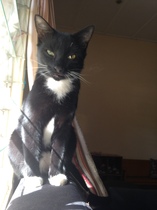 How has your cat changed?
