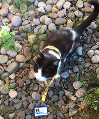 My cat is being a nuisance to our local shop