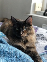 What's your DCat up to today? Episode 6, Return of the... Cats?
