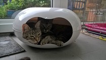 It would be silly to have 4 cats isn't it ?