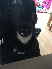 Is there a support thread for those who are still not over the loss of their cats ?