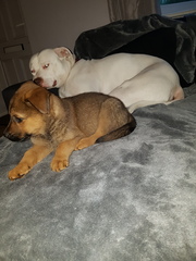 Would you recommend your dog breed to anyone?