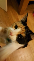 Please help rename our lovely rescue with a silly name.