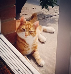 How has your cat changed?