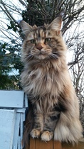 I'm thinking of getting a Maine coon. Would love to hear your experience.