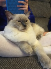 To not want the cat on my lap?
