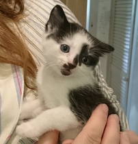 How has your cat changed?