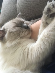 To not want the cat on my lap?