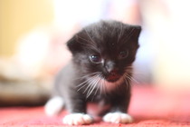 How has your cat changed?