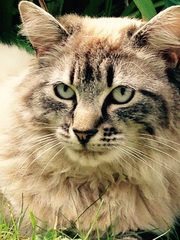 I'm thinking of getting a Maine coon. Would love to hear your experience.