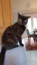 How has your cat changed?
