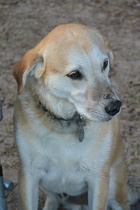 Doggy DNA testing