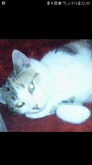 Please can we have a thread for cats no longer with us?