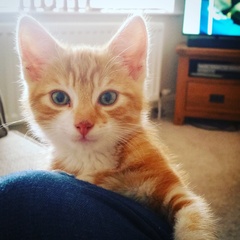 How has your cat changed?