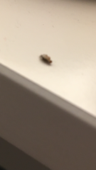 Some kind of insect