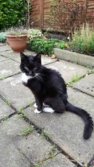 Goodbye Vinocat