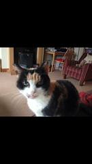 Please can we have a thread for cats no longer with us?