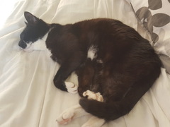 Goodbye Vinocat
