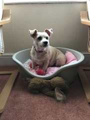 Inheriting a dog
