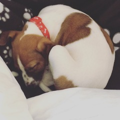 New Puppy is Home!