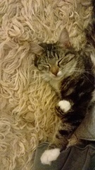 can anyone give this sweet little girl a new home?