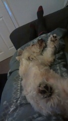 Dog rolling over to show its tummy