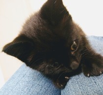 Help me name our black kitten