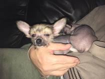 Would you recommend your dog breed to anyone?