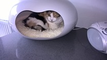 It would be silly to have 4 cats isn't it ?