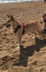 Doggy DNA testing