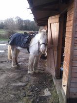 Horse for loan in Bromley/Keston