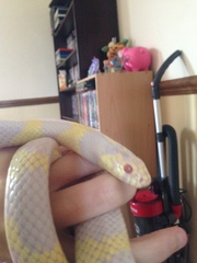 To want a little snake?