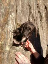 Puppy fell over four feet! Feel terrible!