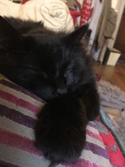 I'm thinking of getting a Maine coon. Would love to hear your experience.