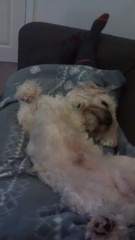 Dog rolling over to show its tummy