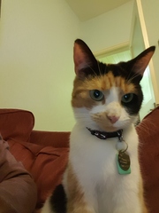 Please help rename our lovely rescue with a silly name.