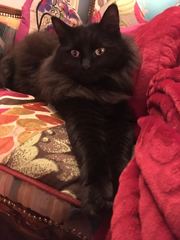 I'm thinking of getting a Maine coon. Would love to hear your experience.