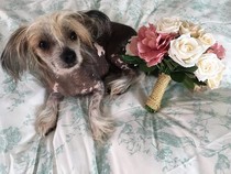 Would you recommend your dog breed to anyone?