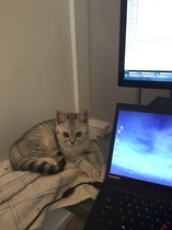 How has your cat changed?