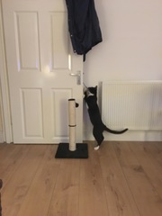 How has your cat changed?