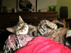 Nothing Nicer than a Contented Cat on your Lap!