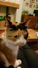 Please help rename our lovely rescue with a silly name.