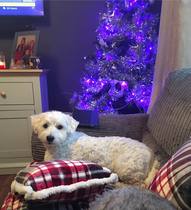 Share how you are planning to decorate your house this Christmas with Homebase - chance to win £300 voucher! NOW CLOSED