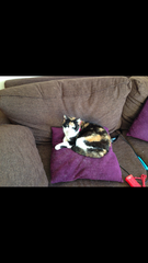 Please can we have a thread for cats no longer with us?