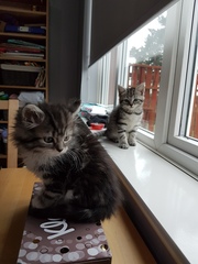 How has your cat changed?