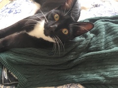 How has your cat changed?