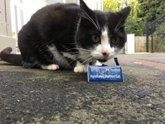My cat is being a nuisance to our local shop