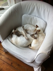 Week 4 - just got to KOKO