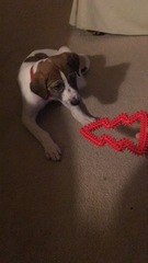New Puppy is Home!