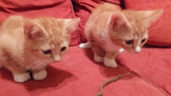 kitten klaxon